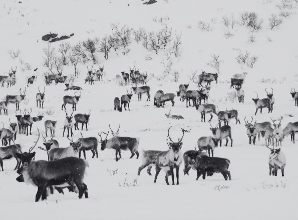 From conception to inception: Tracing the Process of Mining Permits and Sámi Rights in Sweden.